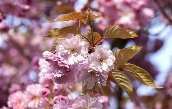 Spitzendürre an Kirschen bekämpfen