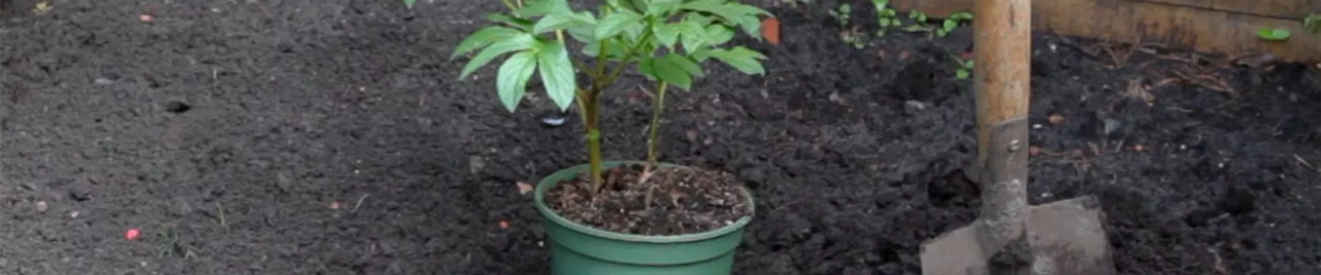 Pfingstrose - Einpflanzen im Garten (2) Pfingstrose - Einpflanzen im Garten (2)