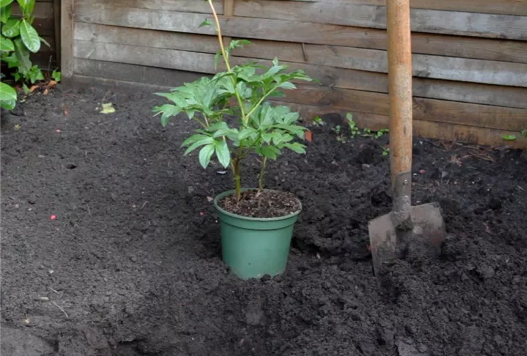 Pfingstrose - Einpflanzen im Garten (2) Pfingstrose - Einpflanzen im Garten (2)