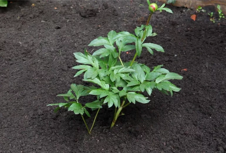 Pfingstrose - Einpflanzen im Garten (1) Pfingstrose - Einpflanzen im Garten (1)