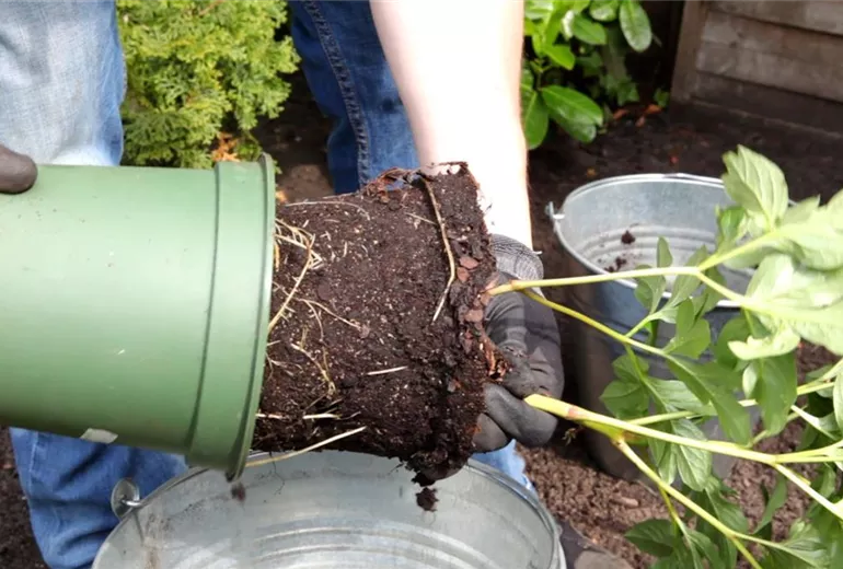 Pfingstrose - Einpflanzen im Garten (3) Pfingstrose - Einpflanzen im Garten (3)