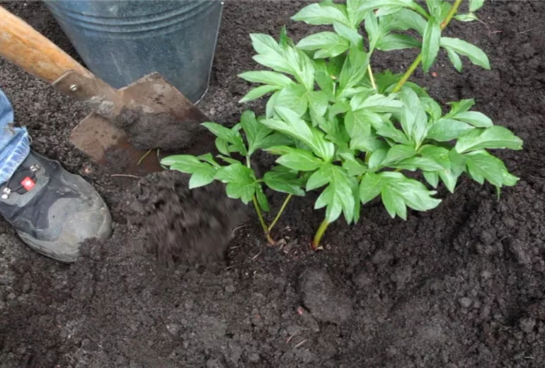 Pfingstrose - Einpflanzen im Garten (4) Pfingstrose - Einpflanzen im Garten (4)