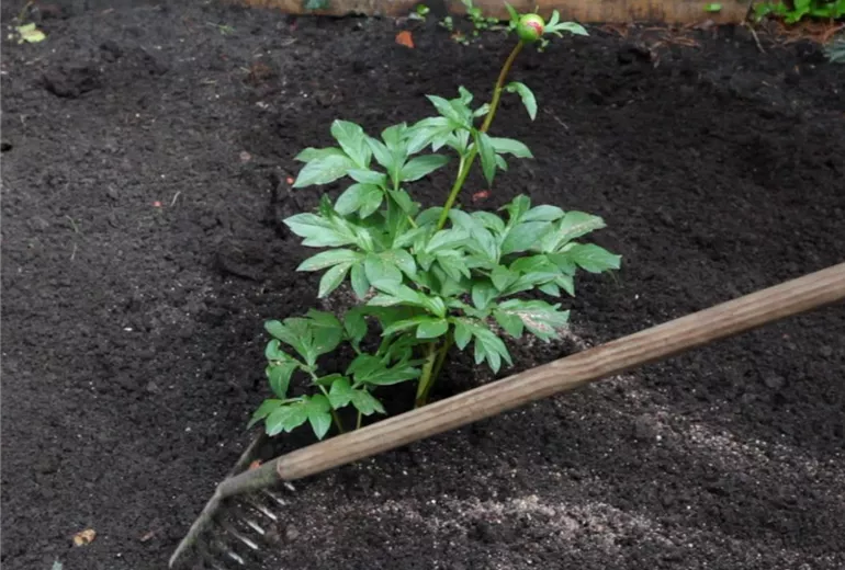 Pfingstrose - Einpflanzen im Garten (5) Pfingstrose - Einpflanzen im Garten (5)