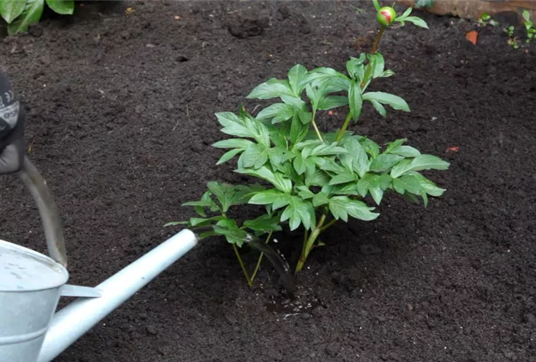 Pfingstrose - Einpflanzen im Garten (6) Pfingstrose - Einpflanzen im Garten (6)