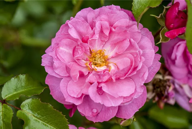 Rosa 'Heidetraum'® Rosa 'Heidetraum'®
