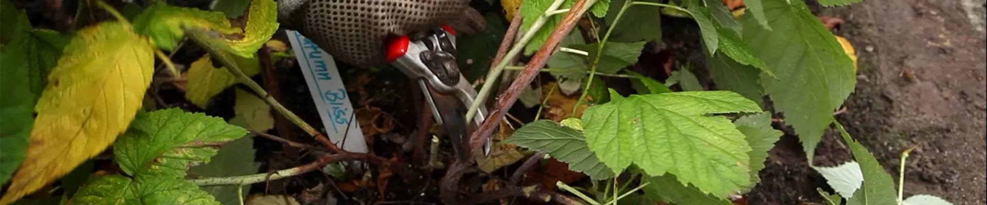 Himbeeren - Rückschnitt im Winter (3) Himbeeren - Rückschnitt im Winter (3)