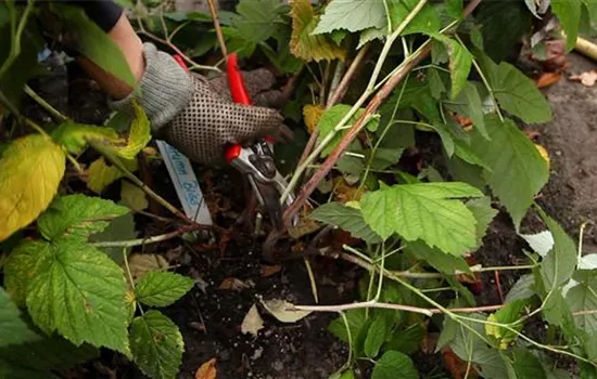 Himbeeren - Rückschnitt im Winter Himbeeren - Rückschnitt im Winter