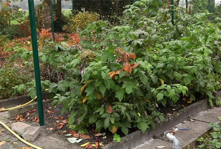 Himbeeren - Rückschnitt im Winter (1) Himbeeren - Rückschnitt im Winter (1)