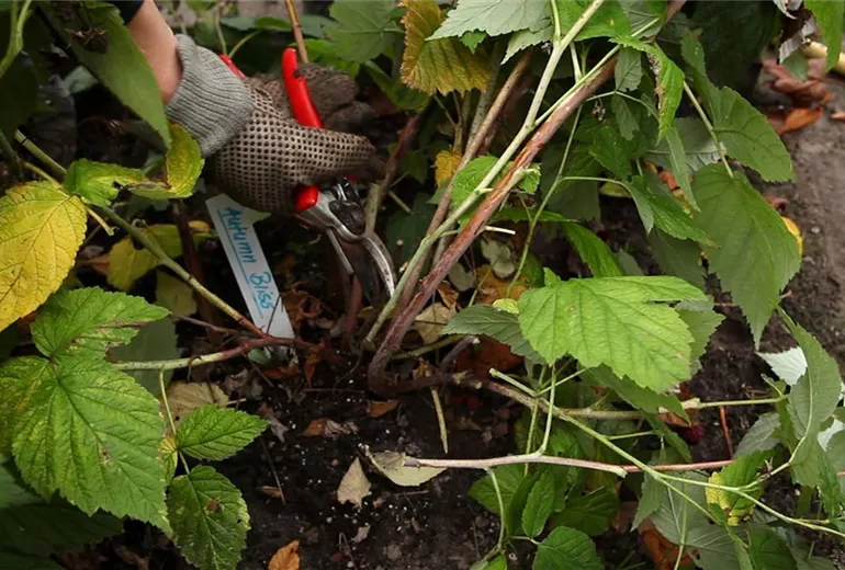 Himbeeren - Rückschnitt im Winter (2) Himbeeren - Rückschnitt im Winter (2)