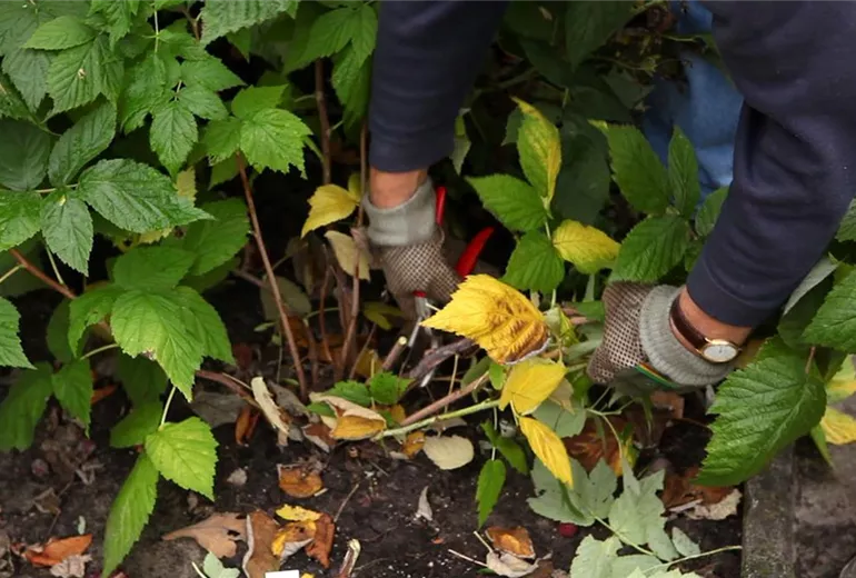 Himbeeren - Rückschnitt im Winter (3a) Himbeeren - Rückschnitt im Winter (3a)