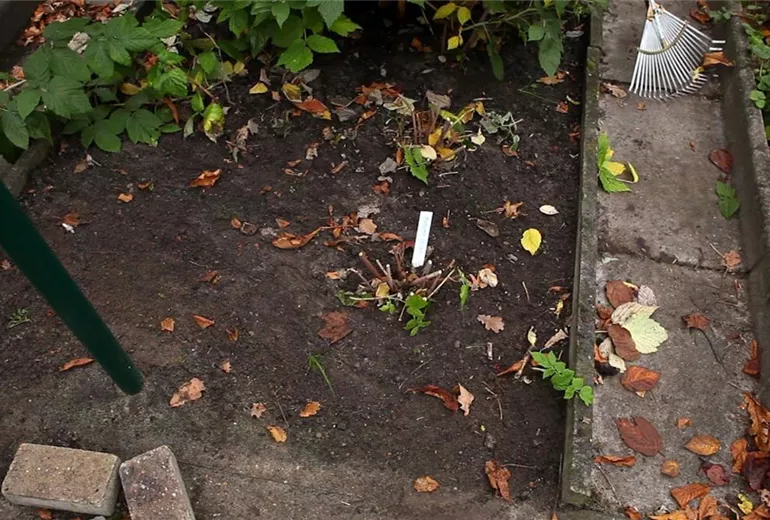 Himbeeren - Rückschnitt im Winter (4) Himbeeren - Rückschnitt im Winter (4)