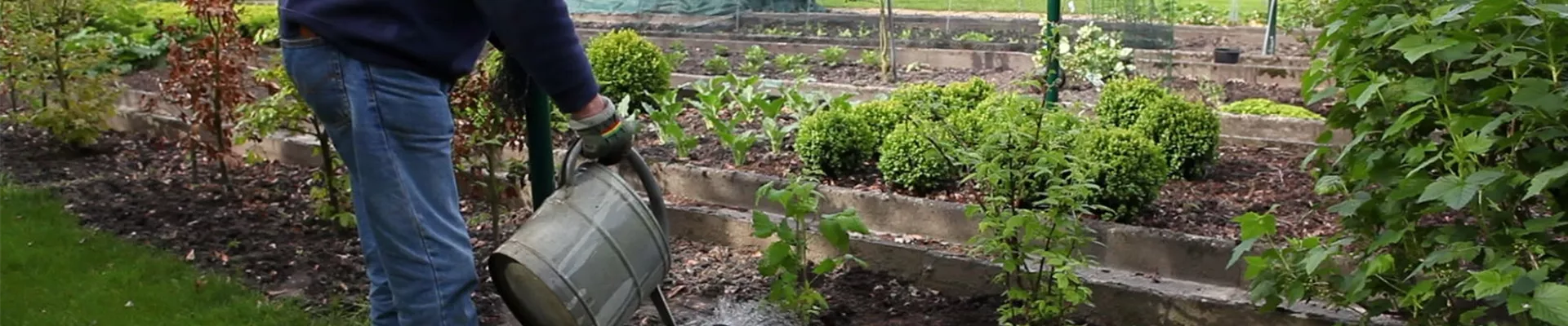 Himbeeren - Einpflanzen im Garten (6) Himbeeren - Einpflanzen im Garten (6)