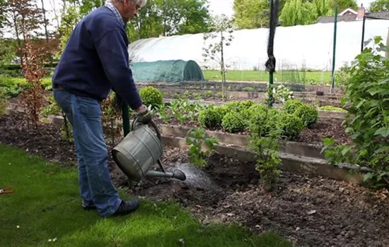 Himbeeren - Einpflanzen im Garten Himbeeren - Einpflanzen im Garten