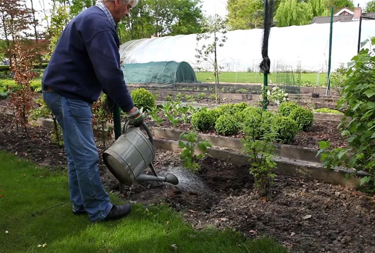 Himbeeren - Einpflanzen im Garten (6) Himbeeren - Einpflanzen im Garten (6)