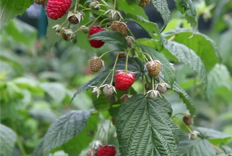 Himbeeren - Einpflanzen im Garten (1) Himbeeren - Einpflanzen im Garten (1)