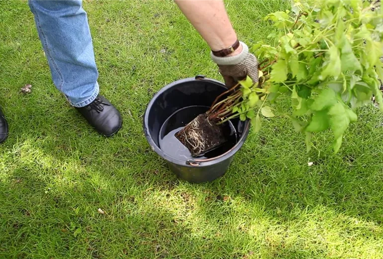 Himbeeren - Einpflanzen im Garten (2) Himbeeren - Einpflanzen im Garten (2)