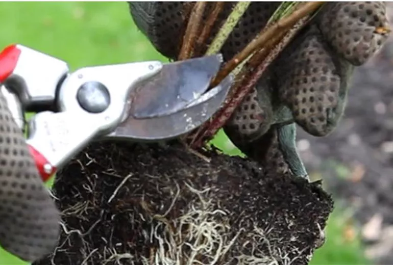 Himbeeren - Einpflanzen im Garten (3) Himbeeren - Einpflanzen im Garten (3)