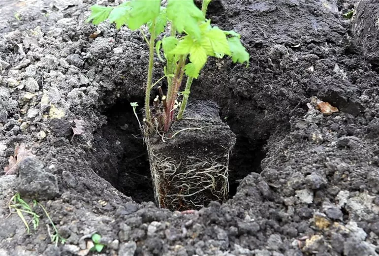 Himbeeren - Einpflanzen im Garten (4) Himbeeren - Einpflanzen im Garten (4)