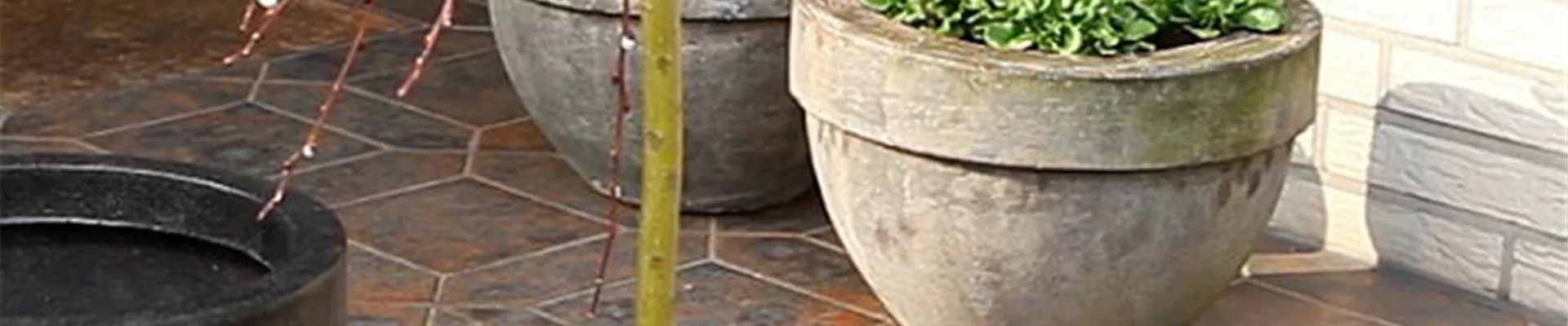 Hängekätzchenweide - Einpflanzen in ein Gefäß (1) Hängekätzchenweide - Einpflanzen in ein Gefäß (1)