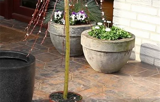 Hängekätzchenweide - Einpflanzen in ein Gefäß Hängekätzchenweide - Einpflanzen in ein Gefäß