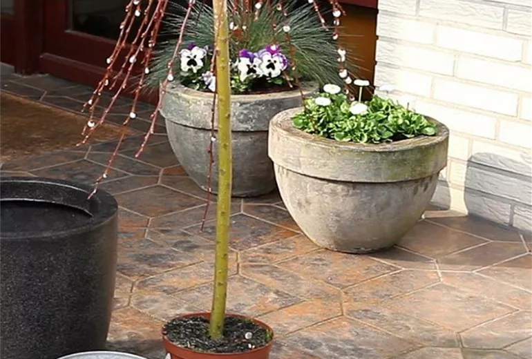 Hängekätzchenweide - Einpflanzen in ein Gefäß (1) Hängekätzchenweide - Einpflanzen in ein Gefäß (1)