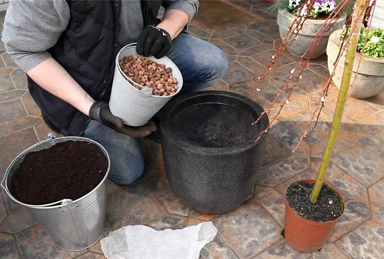 Hängekätzchenweide - Einpflanzen in ein Gefäß (2) Hängekätzchenweide - Einpflanzen in ein Gefäß (2)