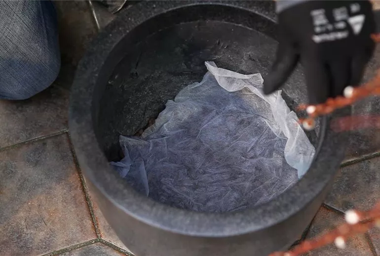 Hängekätzchenweide - Einpflanzen in ein Gefäß (3) Hängekätzchenweide - Einpflanzen in ein Gefäß (3)