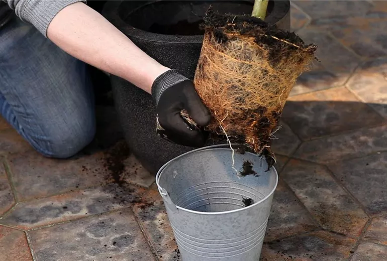 Hängekätzchenweide - Einpflanzen in ein Gefäß (4) Hängekätzchenweide - Einpflanzen in ein Gefäß (4)