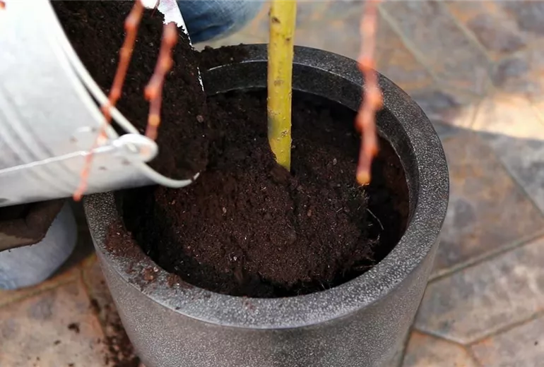 Hängekätzchenweide - Einpflanzen in ein Gefäß (5) Hängekätzchenweide - Einpflanzen in ein Gefäß (5)