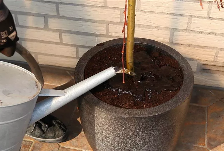 Hängekätzchenweide - Einpflanzen in ein Gefäß (6) Hängekätzchenweide - Einpflanzen in ein Gefäß (6)