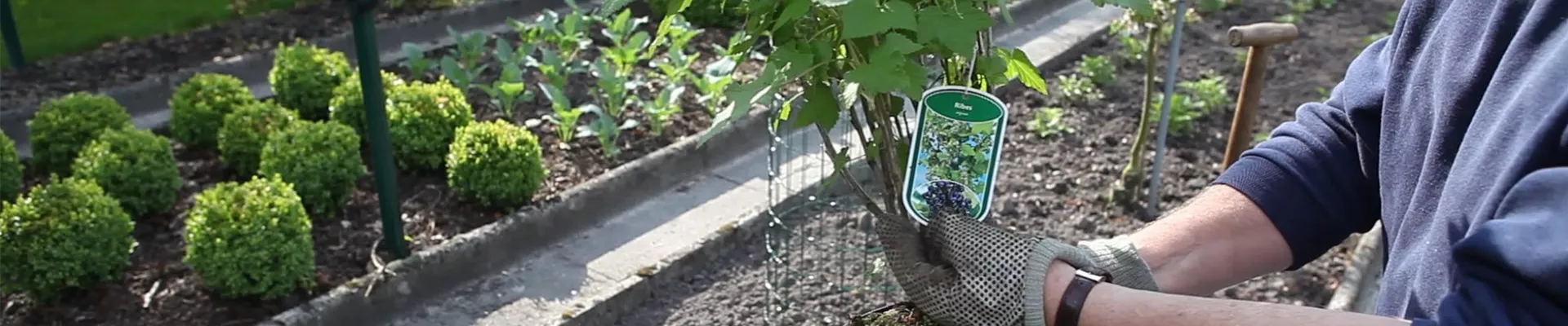 Schwarze Johannisbeere - Einpflanzen im Garten (thumbnail)