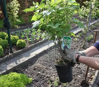 Schwarze Johannisbeeren - Einpflanzen im Garten Schwarze Johannisbeeren - Einpflanzen im Garten
