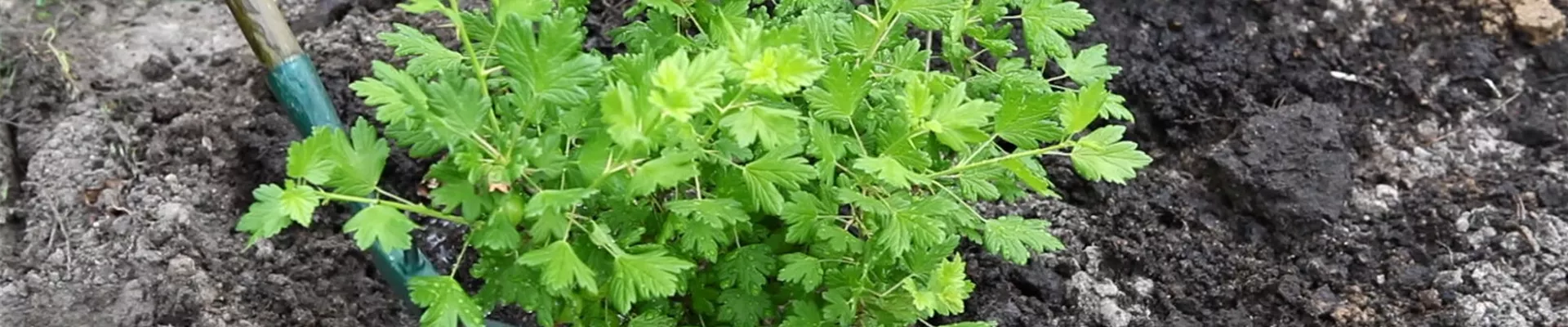 Stachelbeere - Einpflanzen im Garten (5)