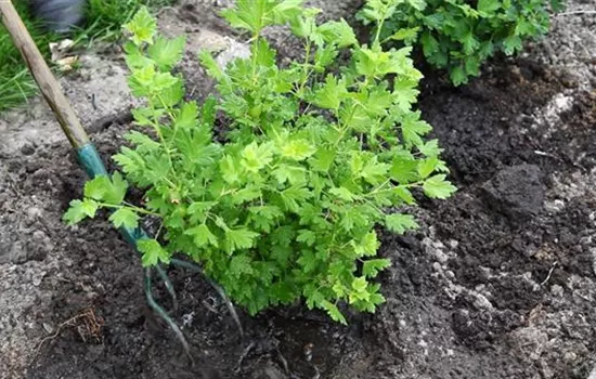 Stachelbeere - Einpflanzen im Garten Stachelbeere - Einpflanzen im Garten