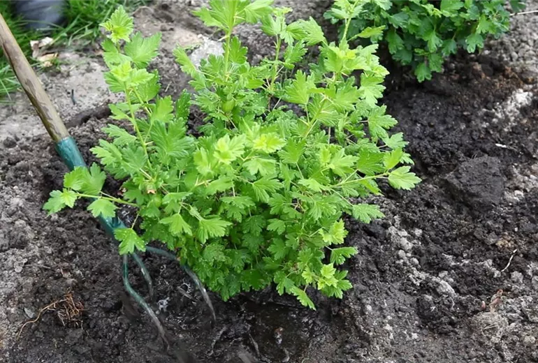 Stachelbeere - Einpflanzen im Garten (5)