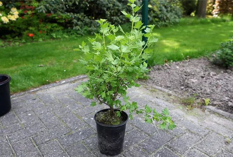 Stachelbeere - Einpflanzen im Garten (1)