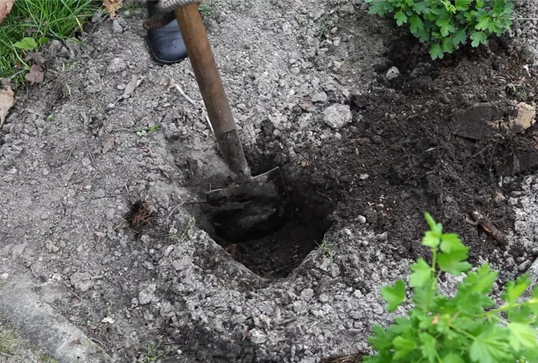 Stachelbeere - Einpflanzen im Garten (2)