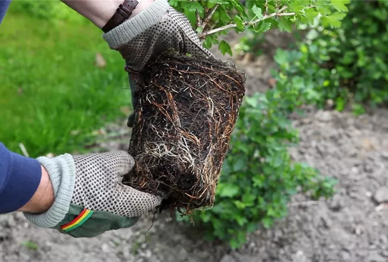 Stachelbeere - Einpflanzen im Garten (3)