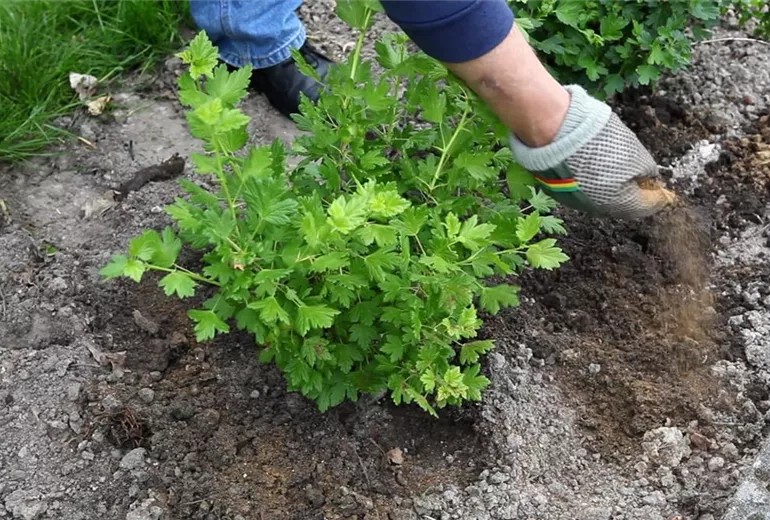 Stachelbeere - Einpflanzen im Garten (4)