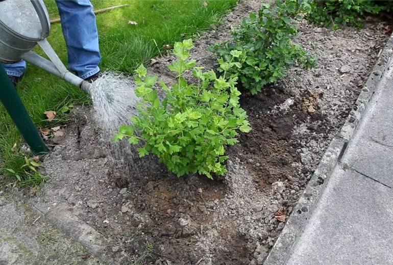 Stachelbeere - Einpflanzen im Garten (6)