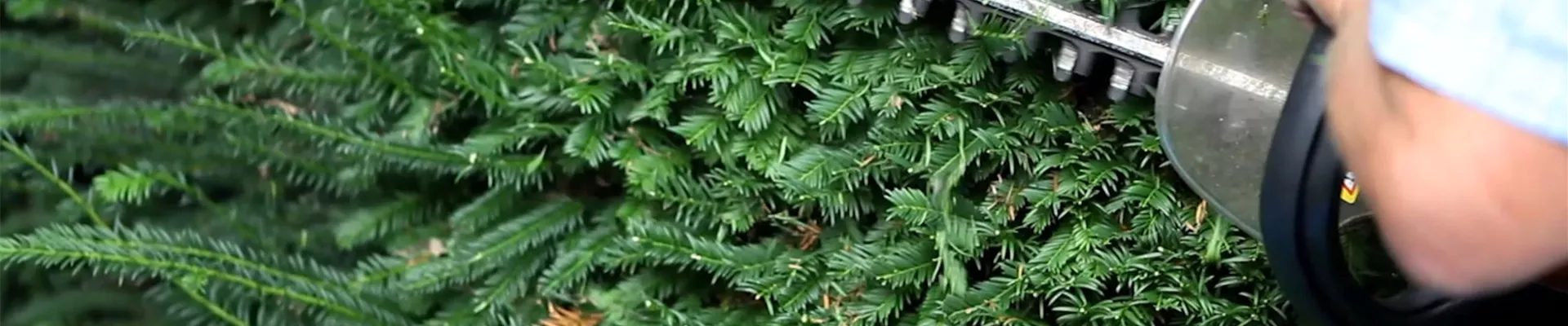 Eibe - Zurückschneiden mit der Heckenschere (3)