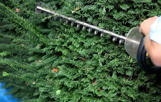 Eibe - Zurückschneiden mit der Heckenschere Eibe - Zurückschneiden mit der Heckenschere