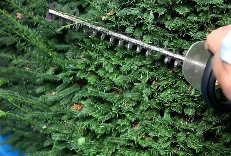 Eibe - Zurückschneiden mit der Heckenschere (3)