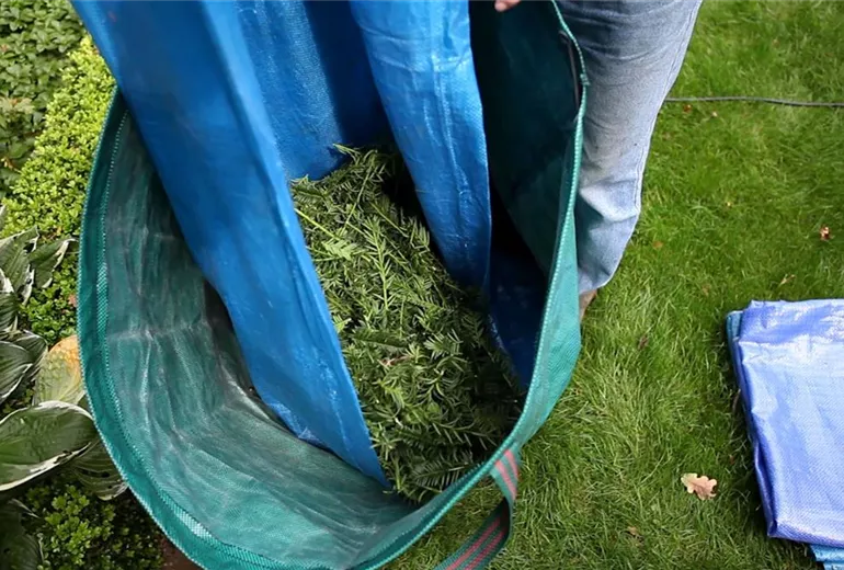 Eibe - Zurückschneiden mit der Heckenschere (4)