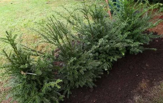 Eibe - Hecke einpflanzen im Garten Eibe - Hecke einpflanzen im Garten