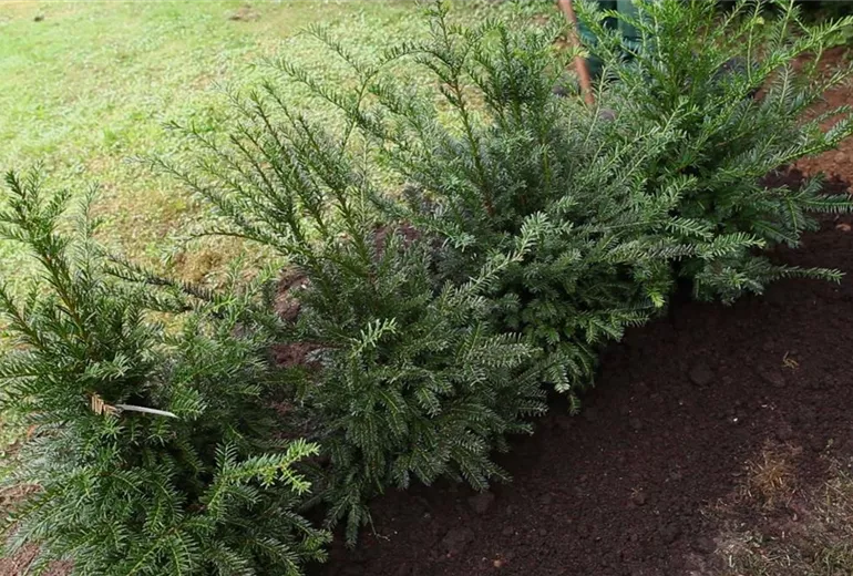 Eibe - Hecke einpflanzen im Garten (1)