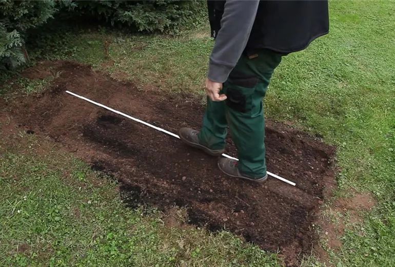 Eibe - Hecke einpflanzen im Garten (2)