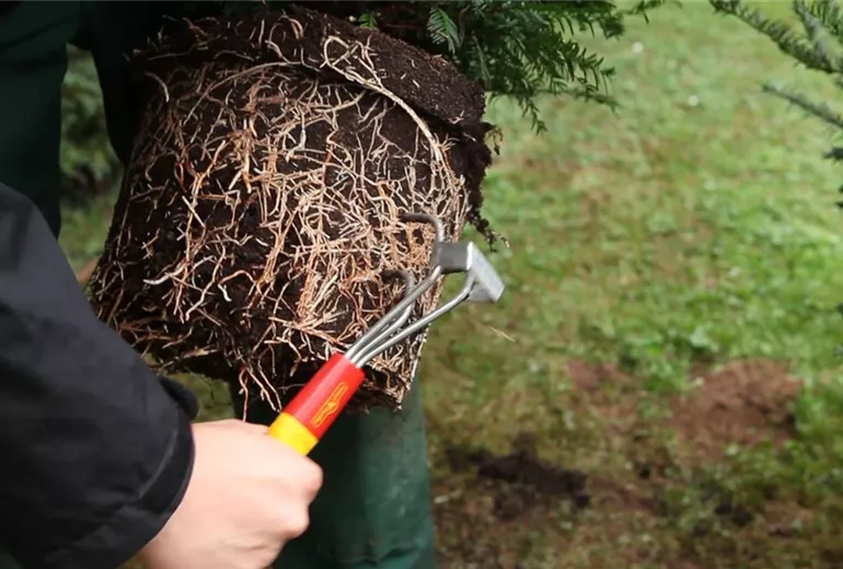 Eibe - Hecke einpflanzen im Garten (4)