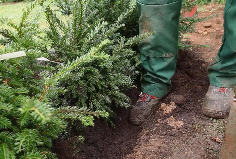 Eibe - Hecke einpflanzen im Garten (5)