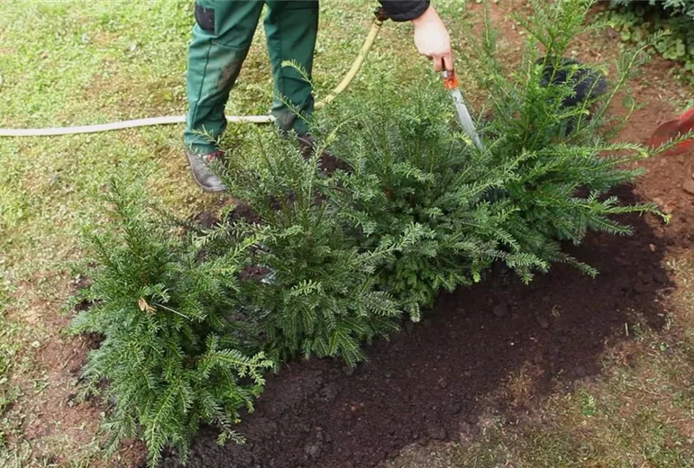 Eibe - Hecke einpflanzen im Garten (6)